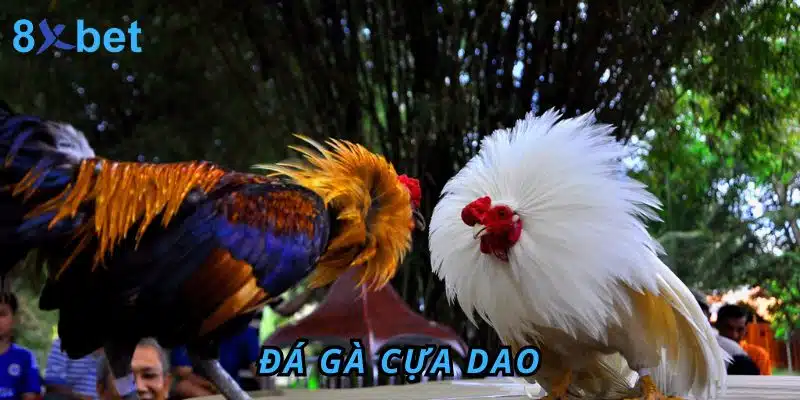 Đá gà Cựa Dao 8xbet: Luật chơi, kinh nghiệm và cách thắng lớn 1 Đá Gà cựa dao