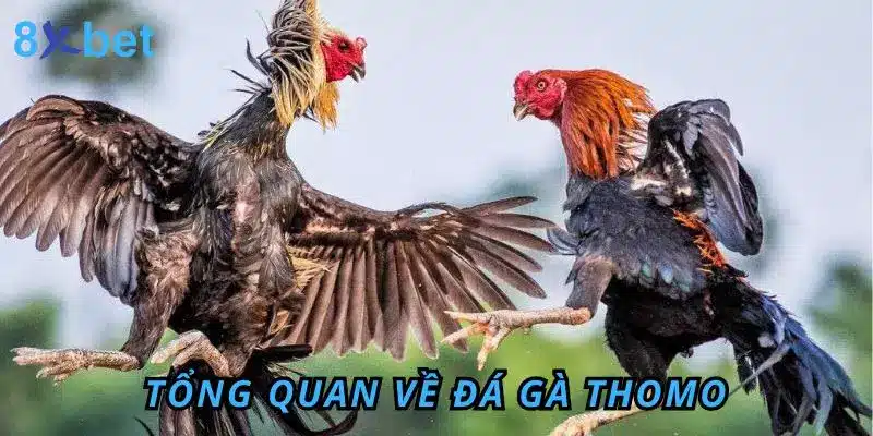 Tổng quan về đá gà Thomo
