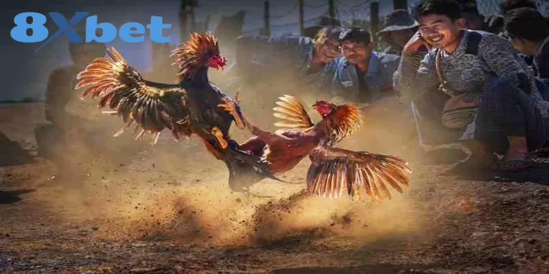 Cách Xem Trực Tiếp Kèo Đá Gà Hấp Dẫn Tại Nhà Cái 8XBET 5 Ưu điểm nổi bật khi hội viên xem trực tiếp kèo đá gà